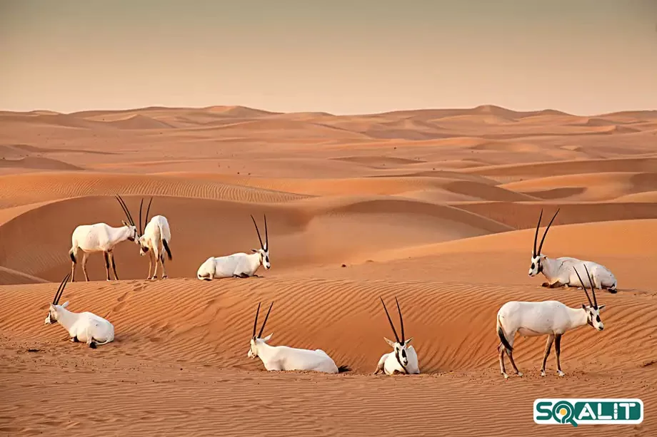 منطقه حفاظت شده المرموم در دبی