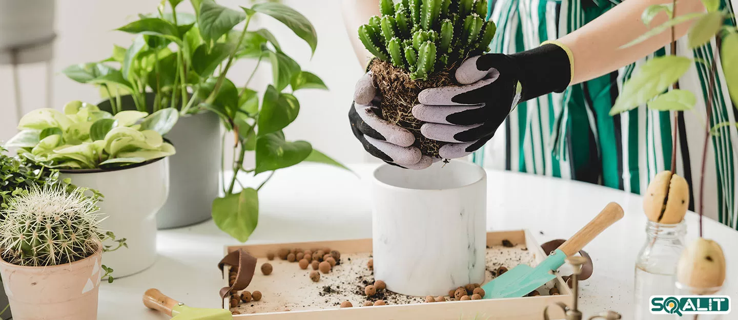 نکات مهم باغبانی برای آب و هوای گرم امارات