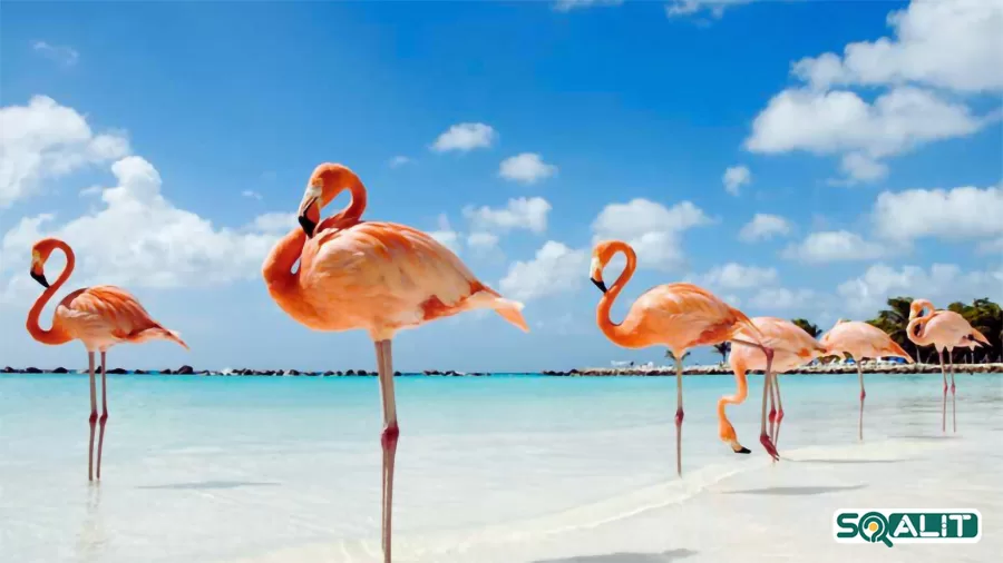 هشت نقطه تماشایی برای دیدار پرندگان در امارات