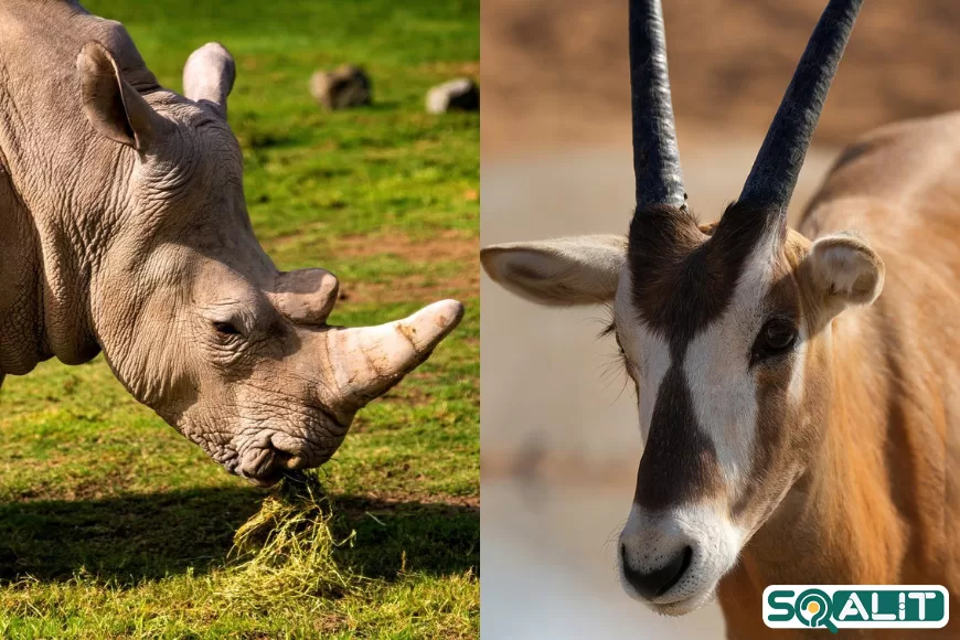 پارک-سافاری-دبی