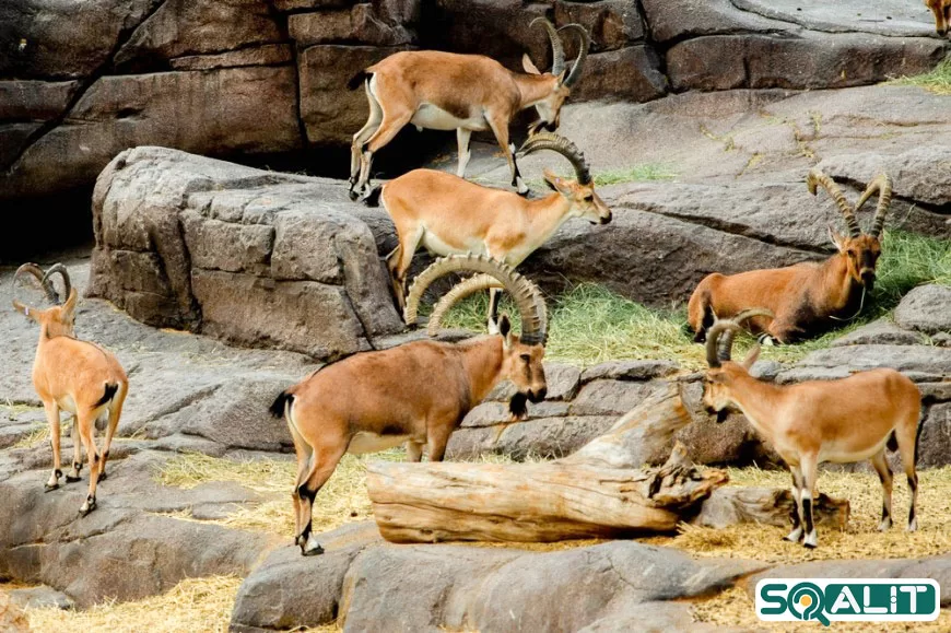 پارک-صحرای-شارجه