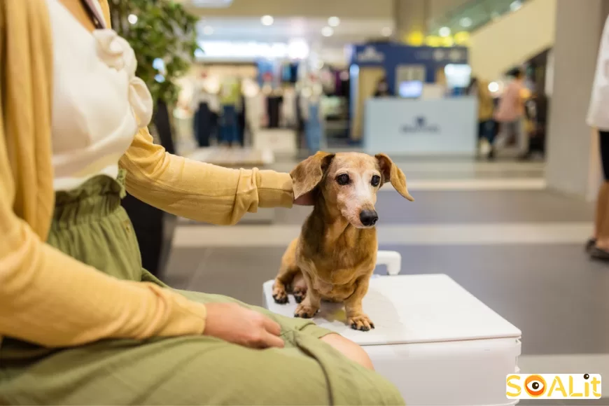 آیا سگ‌ها می‌توانند وارد مراکز خرید دبی شوند