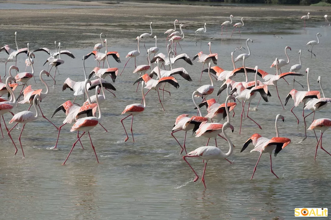 پارک فلامینگوهای داون تاون دبی